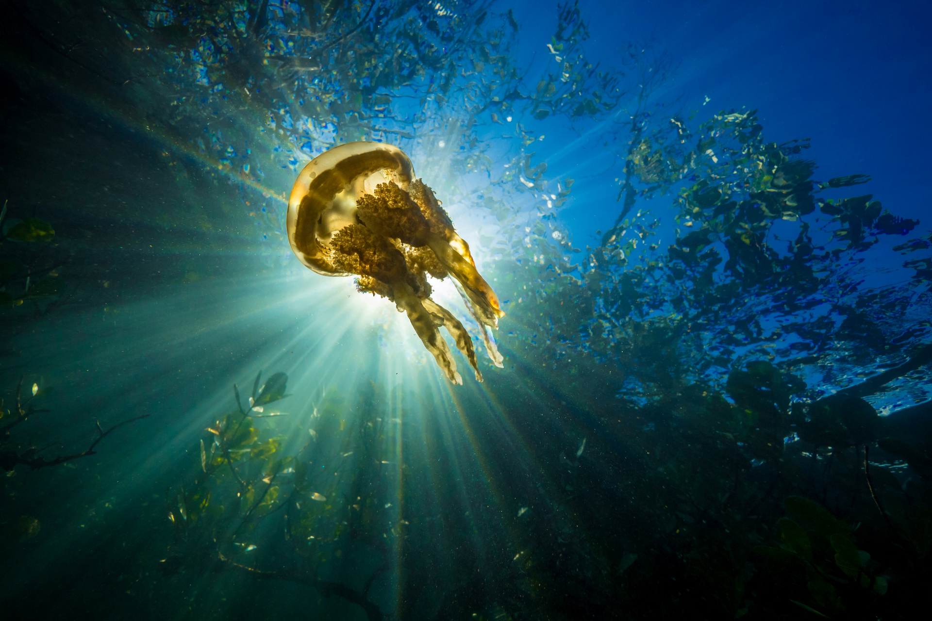 A golden jellyfish drifts through sunlit mangrove waters